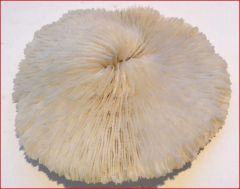 Bête de la mer