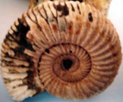 Ammonite d'Aveyron.