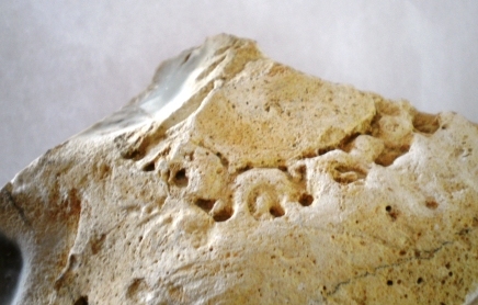 Divers fossiles inconnus à identifier