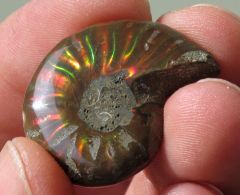 Ammonite nacrée, Madagascar