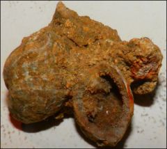 Fossile Lorraine