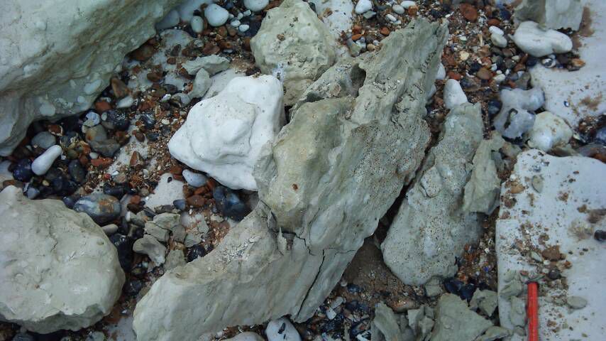Petite ammonite Cap Blanc Nez