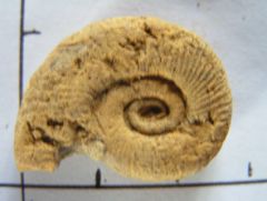 ammonite