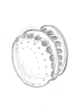 Microfossiles de strates sédimentaires grésifiées