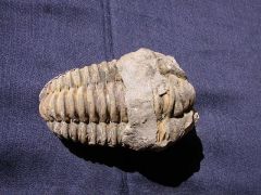 trilobites