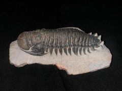 trilobites