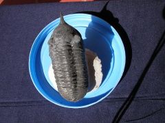 trilobites