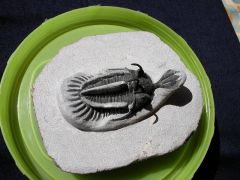 trilobites