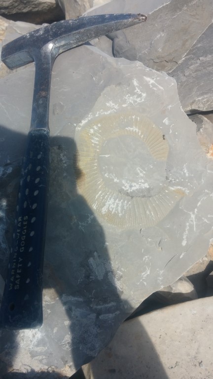 Ammonite Oxfordien sup. Lavilledieu (07)