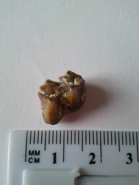 dent de mammifère trouvé en Touraine mais lequel?