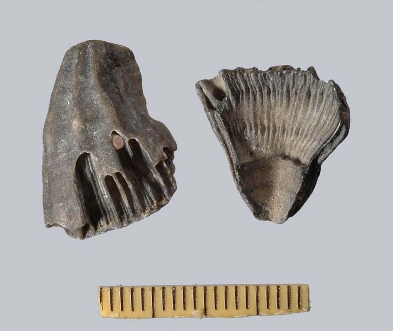 post-1525-1170193962_thumb.jpg