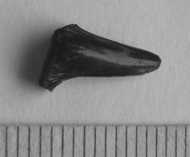 post-4982-1263306089_thumb.jpg
