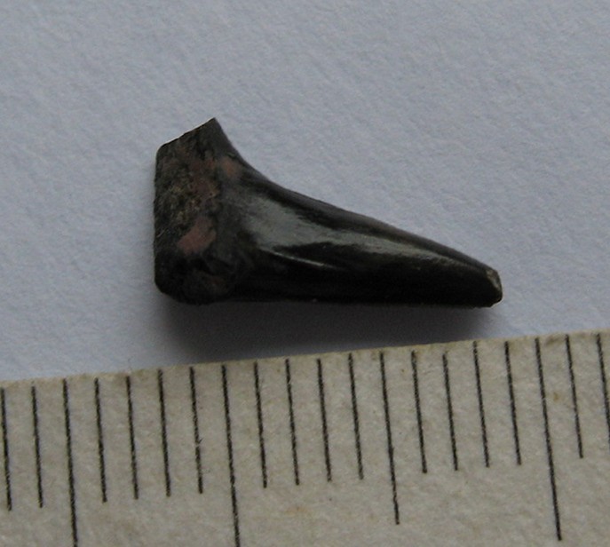 post-4982-1263306130_thumb.jpg