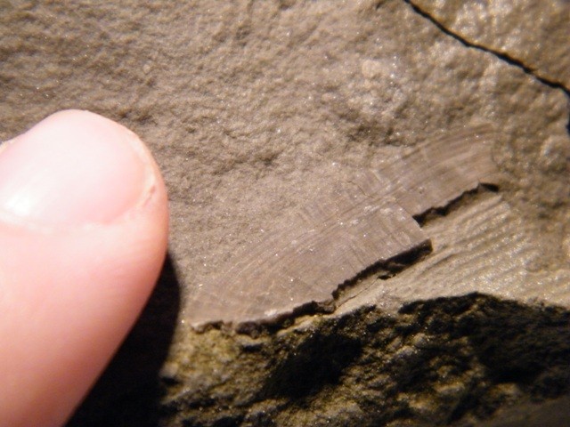 post-11212-0-51566200-1327258833_thumb.j