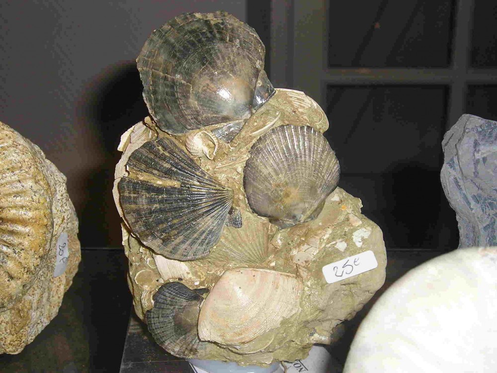 post-1953-1234111272_thumb.jpg