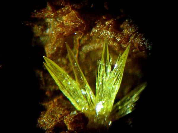 Mim_tite_450_Mapimi___Mexique_x_40.JPG
