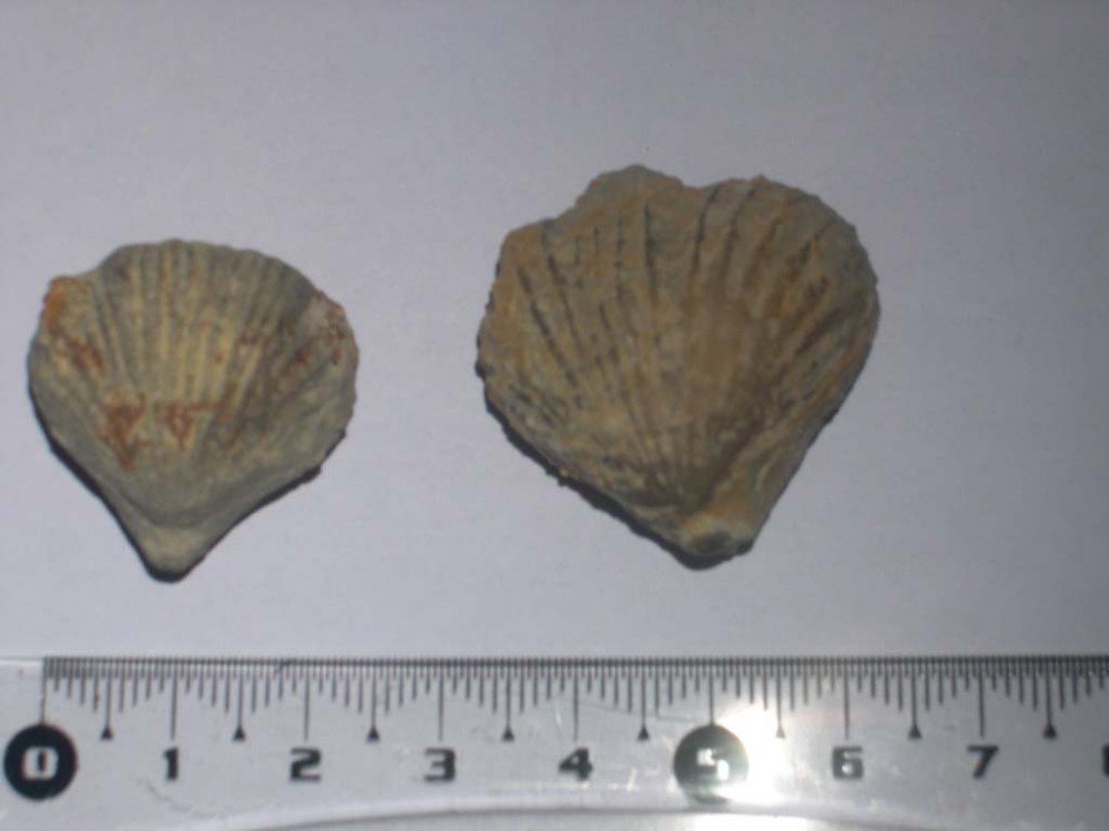 post-2391-1206378838_thumb.jpg