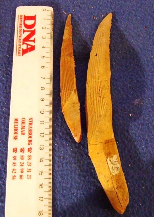 post-2391-1206452277_thumb.jpg