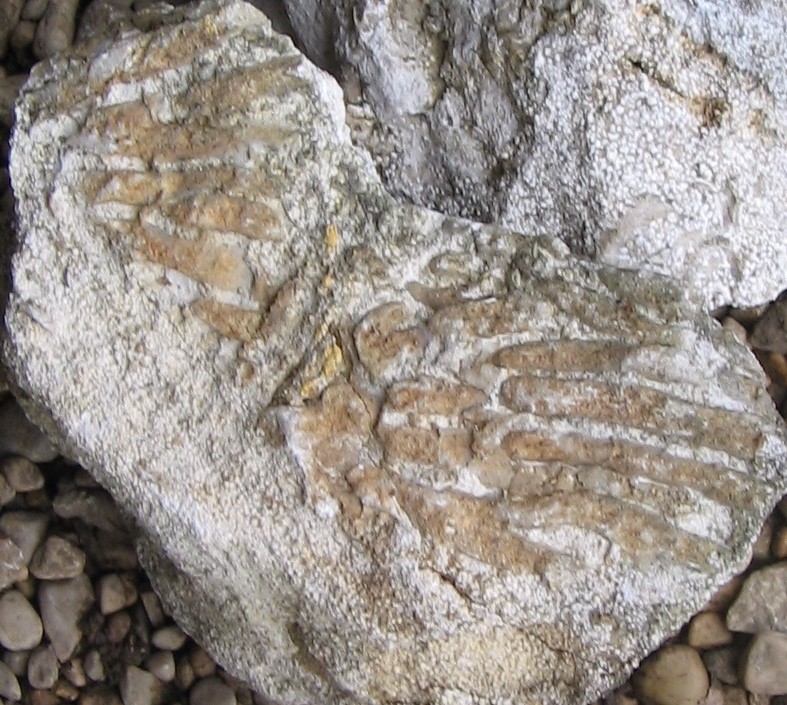 post-3383-1205324244_thumb.jpg