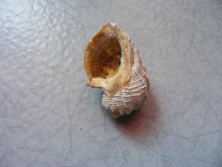 post-1877-1236918887_thumb.jpg