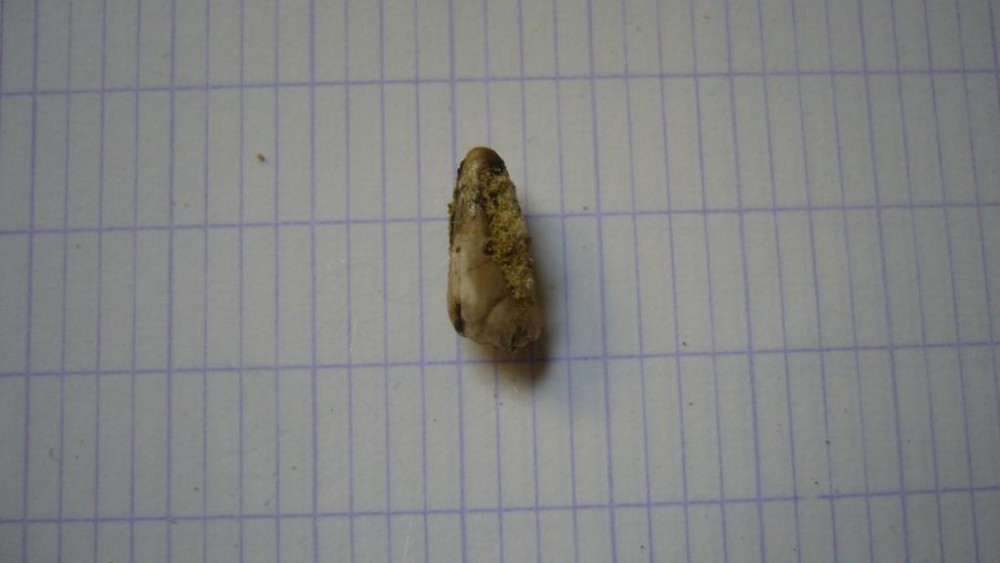 post-4076-1237268746_thumb.jpg