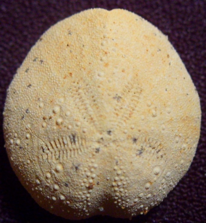 post-7914-1269795115_thumb.jpg