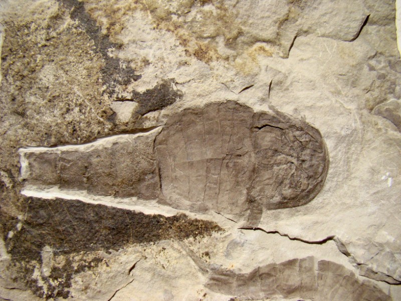 post-1498-1207918735_thumb.jpg