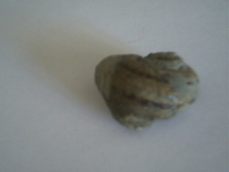 post-3697-1208171837_thumb.jpg