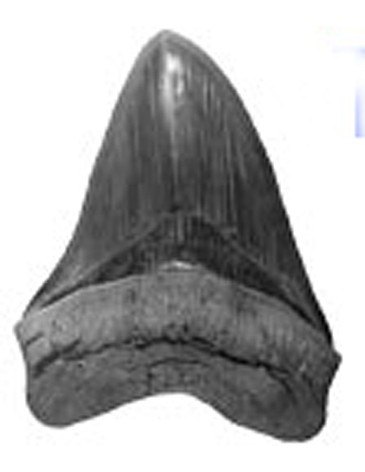 post-3710-1208507038_thumb.jpg