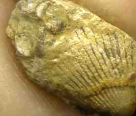 post-3762-1209062615_thumb.jpg