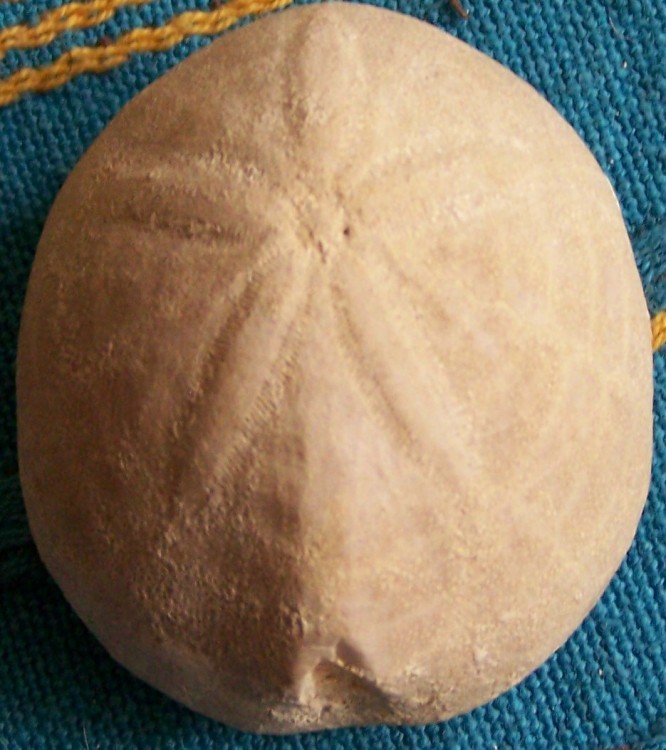 post-7903-1272206065_thumb.jpg