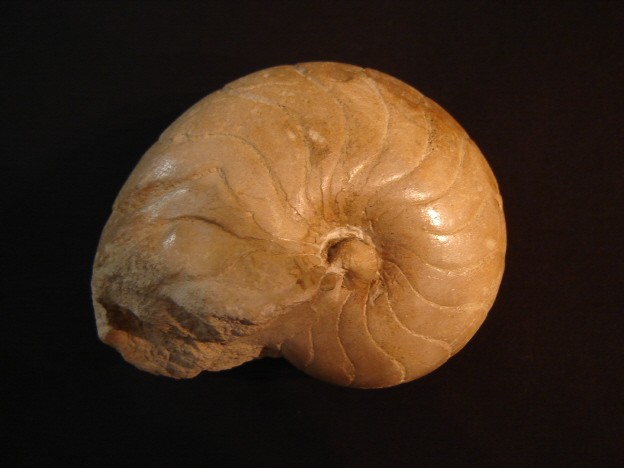post-1388-1179167462_thumb.jpg
