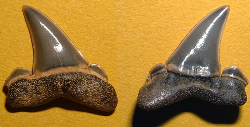 post-1525-1211608700_thumb.jpg