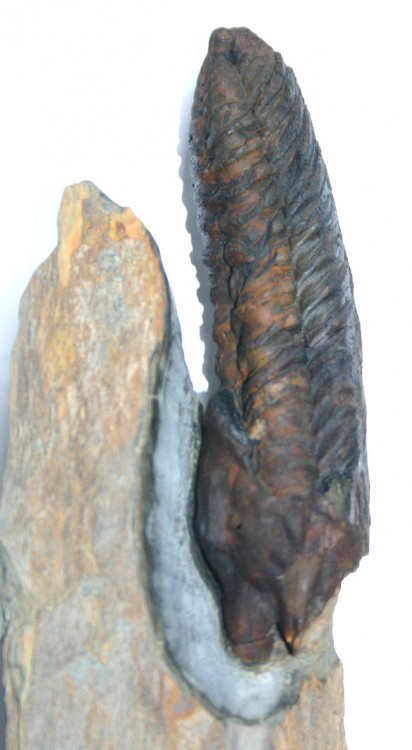 post-746-1274027641_thumb.jpg