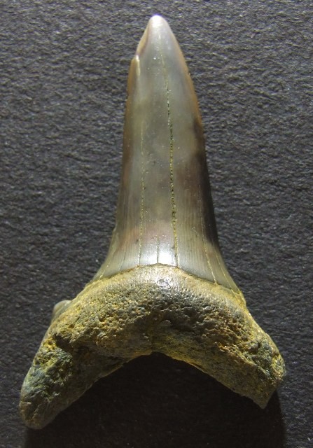 post-8671-0-58004600-1304460416_thumb.jp