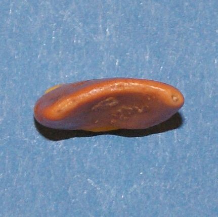 post-1246-1214645454_thumb.jpg