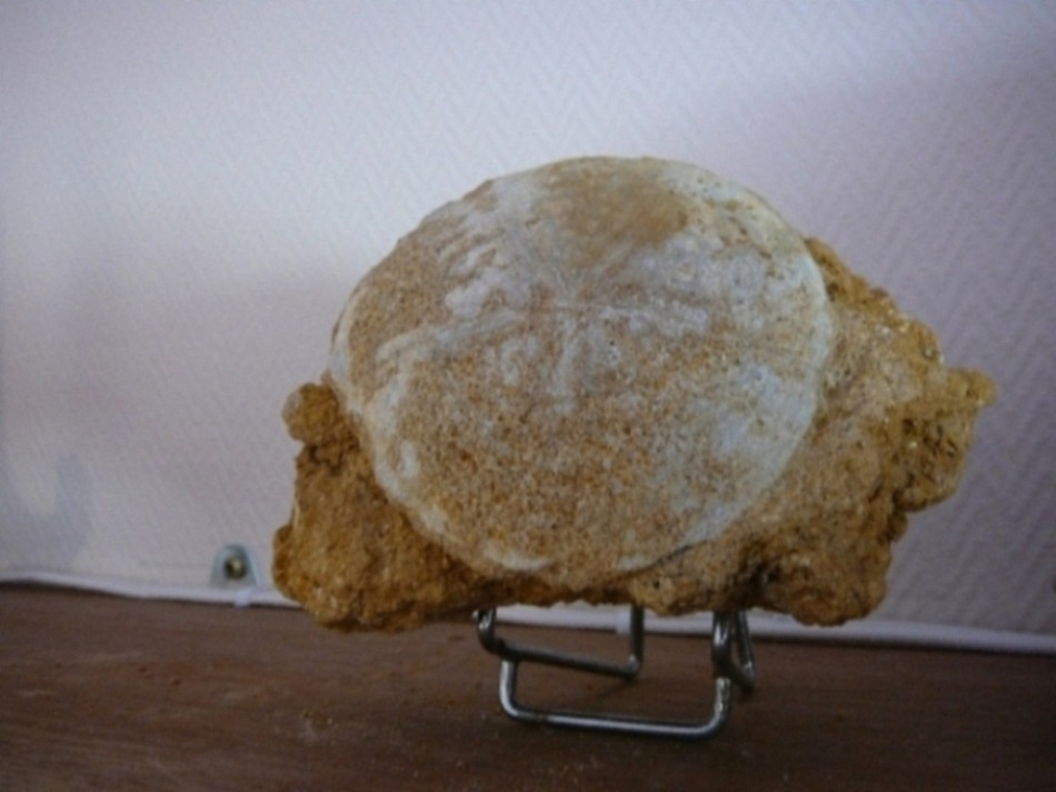 oursin fossile villeneuve de marsan landes france (110€).JPG