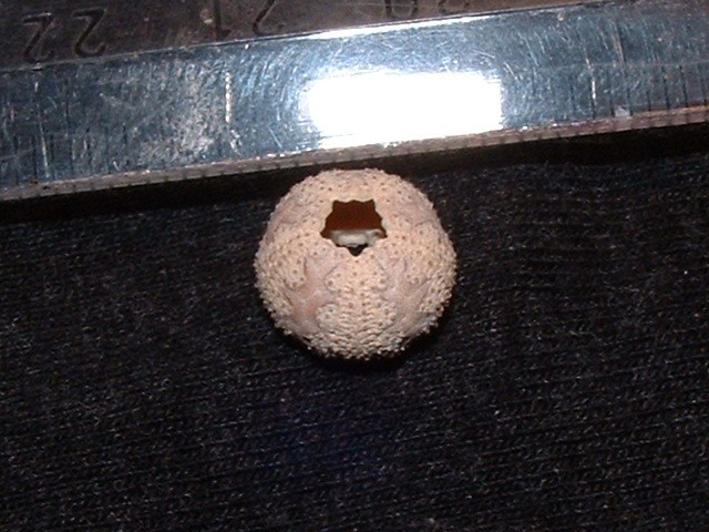 post-4955-0-24483100-1306955792_thumb.jp