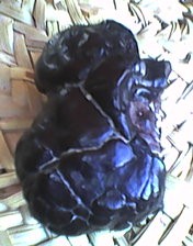 post-9949-0-04367600-1308739689_thumb.jp