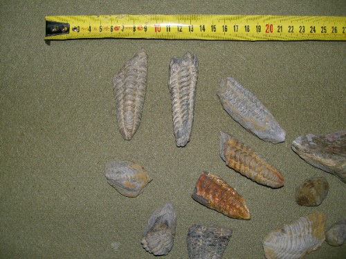 post-2081-1184582663_thumb.jpg