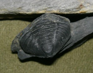 post-2081-1184582668_thumb.jpg