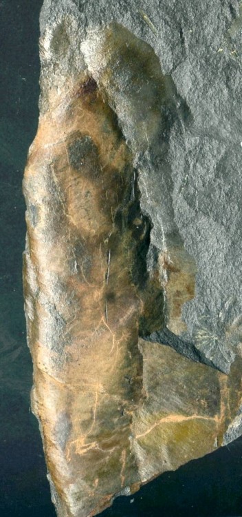 post-16-1219443812_thumb.jpg