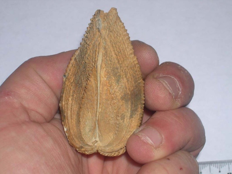 post-2391-1221675823_thumb.jpg