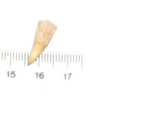 post-1853-1192733906_thumb.jpg