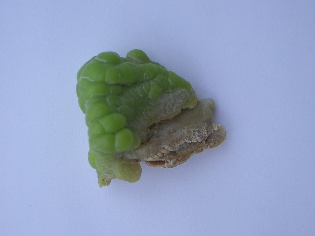 post-2402-1191491903_thumb.jpg