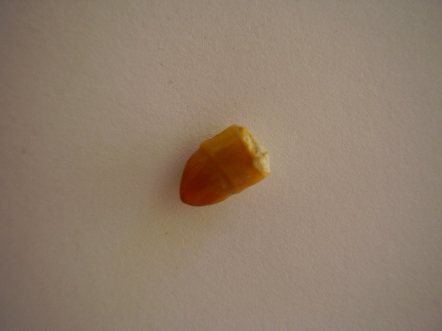 post-3871-1224951447_thumb.jpg