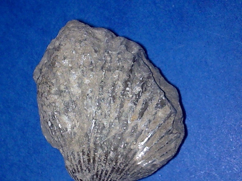 post-10799-0-47643300-1321552673_thumb.j