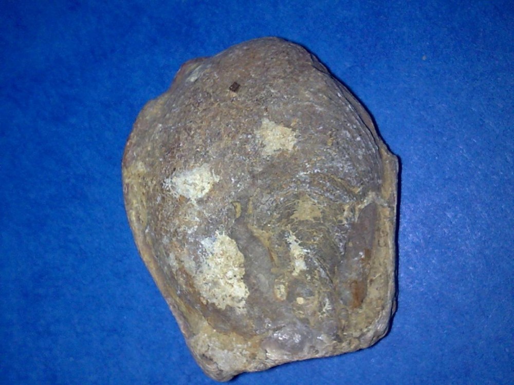 post-10799-0-60984900-1321553370_thumb.j