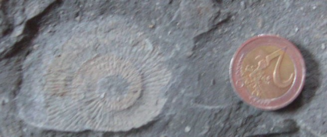 post-2391-1198911477_thumb.jpg