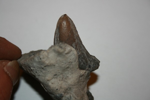 post-815-1197753543_thumb.jpg